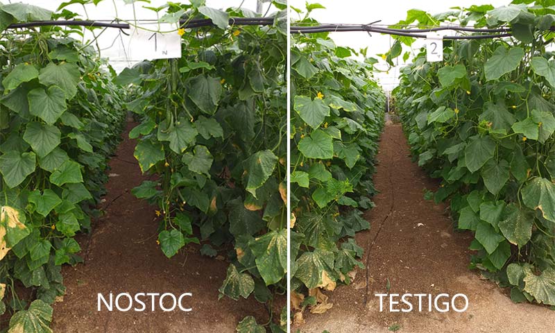 el efecto de cuatro biofertilizantes sobre el desarrollo, calidad, producción y rendimiento en un cultivo de pepino ecológico en invernadero-joseantonioarcos.es