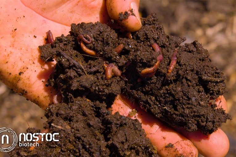 El humus de lombriz como inoculador de vida para el suelo