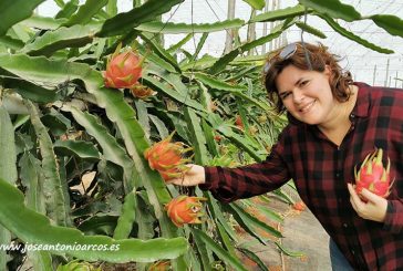 Anecoop lanza su proyecto de pitahaya en invernaderos de Almería