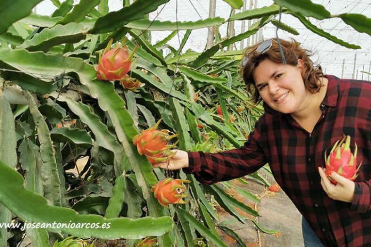 Anecoop lanza su proyecto de pitahaya en invernaderos de Almería