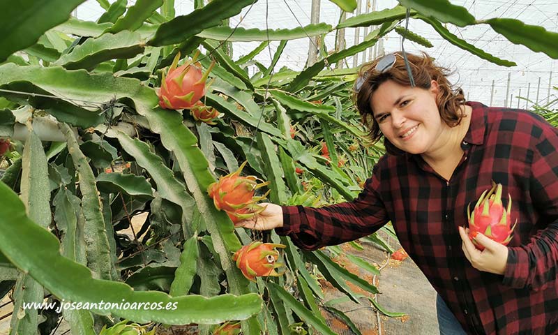 Anecoop lanza su proyecto de pitahaya en invernaderos de Almería