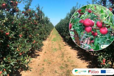 Asfertglobal potencia el cultivo de manzana aplicando sus biofertilizantes