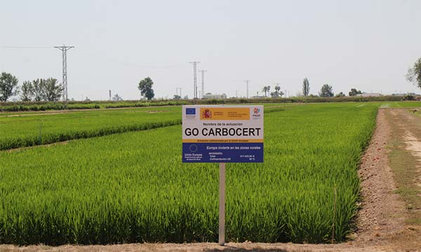 Ensayo en cultivo de arroz en proyecto CARBOCERT-joseantonioarcos.es