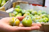 Mercabarna moverá este verano 260 millones de kilos de fruta de temporada