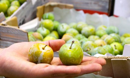 Los Mayoristas de Frutas y Hortalizas de Mercabarna prevén distribuir 260.000 toneladas de fruta en la campaña de verano-joseantonioarcos.es