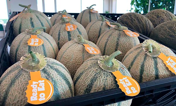 nueva gama de melón Cantaloupe LSL que destaca por la fácil identificación en el momento óptimo de recolección y consumo-joseantonioarcos.es