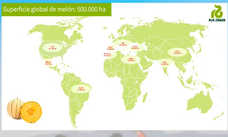 Superficie global de melón. /joseantonioarcos.es