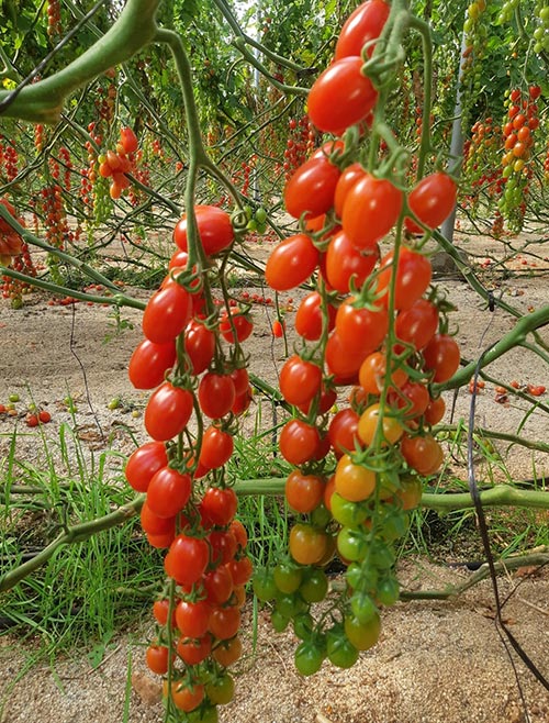 Tomate cherry Dorma de Tomatech. /joseantonioarcos.es