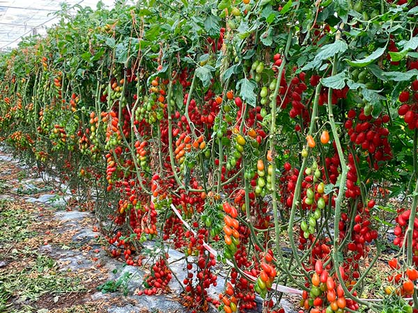 Tomates cherry de Tomatech. /joseantonioarcos.es