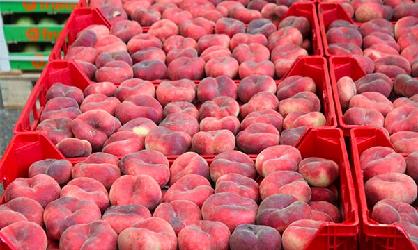  previsión de comercialización de fruta duranta la campaña de verano-joseantonioarcos.es