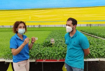 Lupión y Rodríguez mejora en El Plantel la crianza de planta con menos agua y sin fertilización