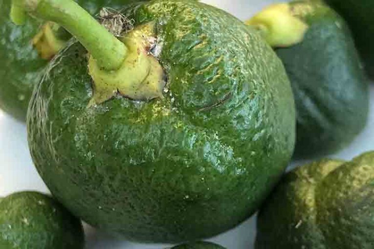 Descontrolada la plaga del 'Cotonet de Sudáfrica'