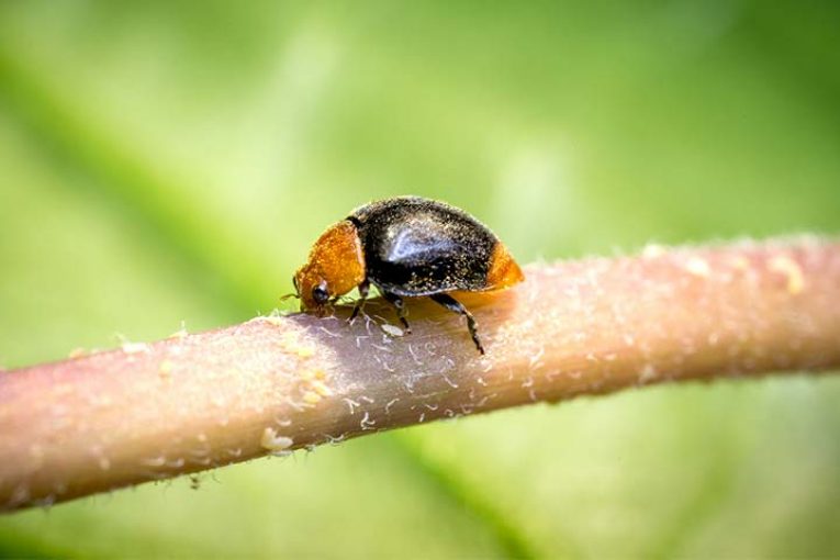 Koppert refuerza con Cryptolaemus el control biológico del cotonet de Sudáfrica