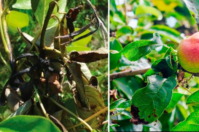 El cuarto Horizon de Kimitec será un biopesticida frente a Fuego Bacteriano
