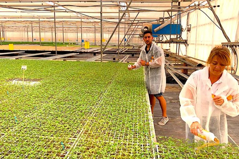 Con suelta en semillero Koppert adelanta 3 semanas la instalación de Nesidiocoris