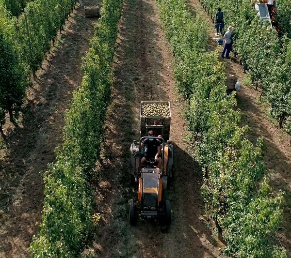 La DOP Pera de Lleida graba las 24 horas en la vida de un productor de pera durante la cosecha-joseantonioarcos.es