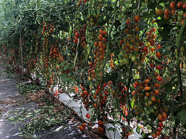 Variedad de tomate cherry pera Camelot de Hazera. /joseantonioarcos.es