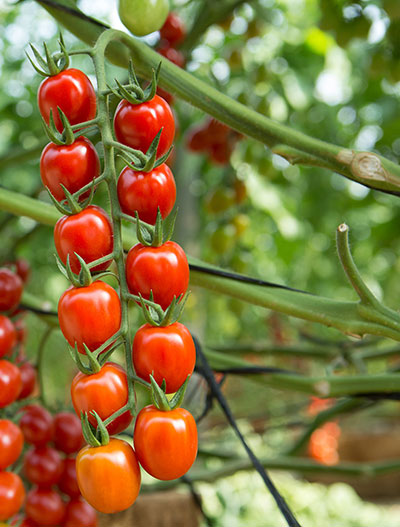 Tomate cherry de Unica Group. /joseantonioarcos.es