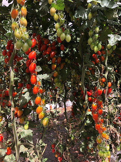 Variedad de tomate cherry pera Camelot de Hazera. /joseantonioarcos.es