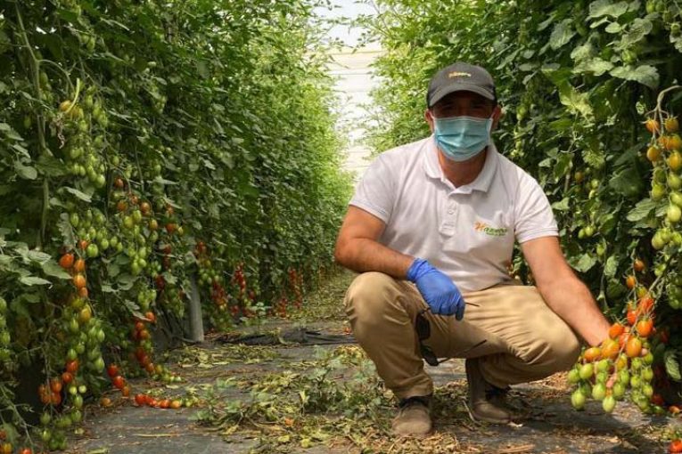 El cherry se traslada a la sierra cuando llega el verano