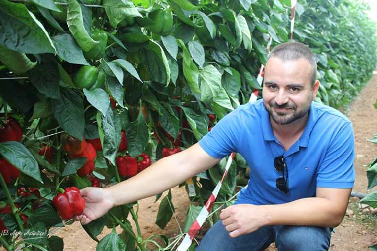 Sur Seeds despliega una nueva hornada de californias resistentes a oídio