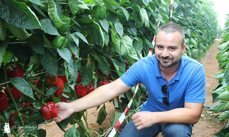 Alex Martín, gerente y mejorador de Sur Seeds en un líneo de la variedad Mosquete. /joseantonioarcos.es