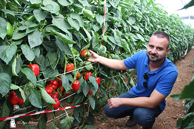 Pimiento Arcabuz de Sur Seeds. /joseantonioarcos.es