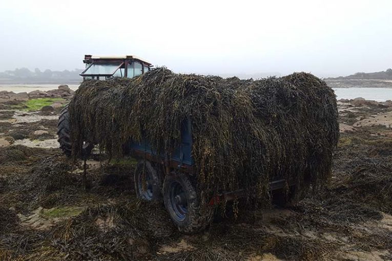 UPL presenta su gama de algas marinas para cada fase del cultivo