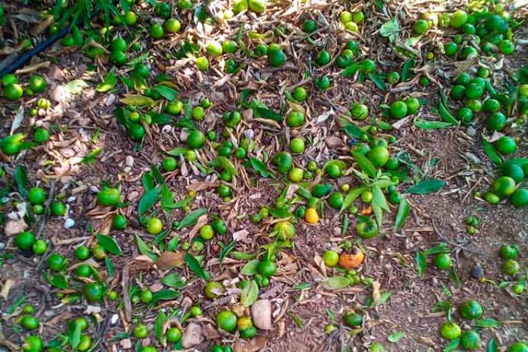 El ‘Cotonet de Sudáfrica’ amenaza la nueva campaña citrícola