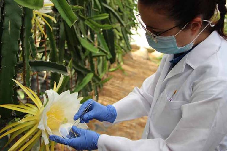 Tecnova busca la variedad ideal de pitahaya adaptada a Almería