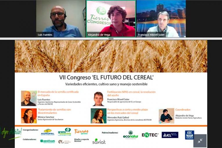 ICL implementa en el cereal su multinutriente Polysulphate