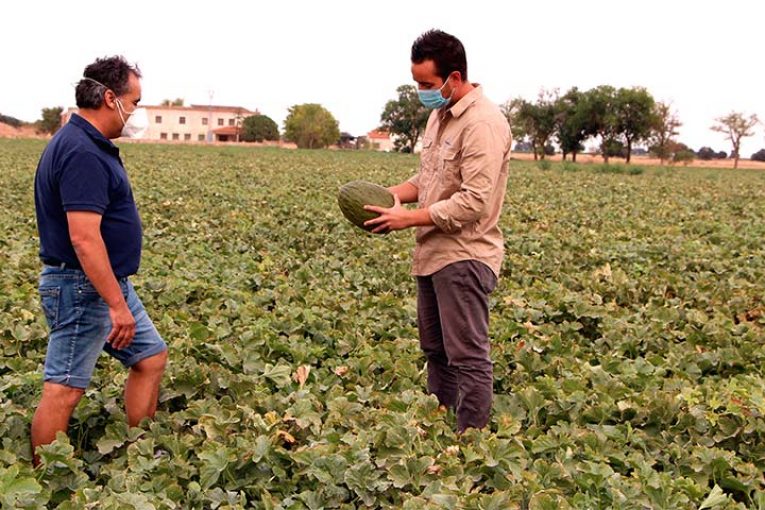 Syngenta cierra la campaña de melón presentando una variedad de futuro