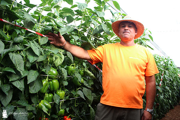 Paco Maldonado Megías, agricultor almeriense. /joseantonioarcos.es