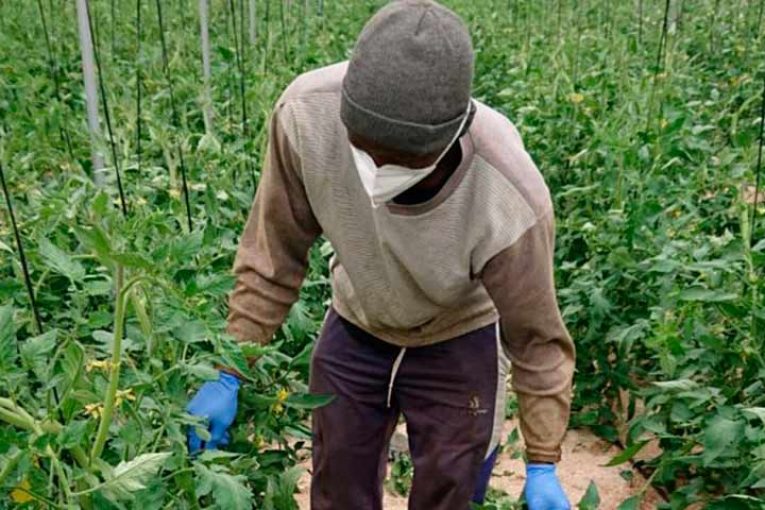 Los agricultores deberán tener planes de contingencia frente al Covid