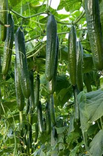 BASF Vegetable Seeds ofrece el doble de opciones para cultivar pepino largo en invierno-joseantonioarcos.es