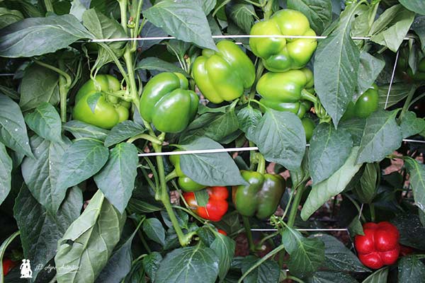 Variedad Arcabuz. Pimiento de Sur Seeds. /joseantonioarcos.es