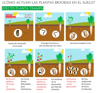 Plantas biocidas. /joseantonioarcos.es