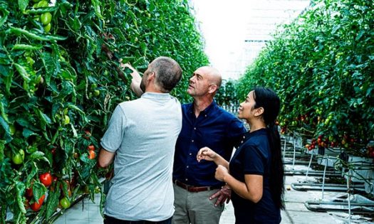 Ridder introduce un nuevo ecosistema para ayudar a los empresarios hortícolas-joseantonioarcos.es