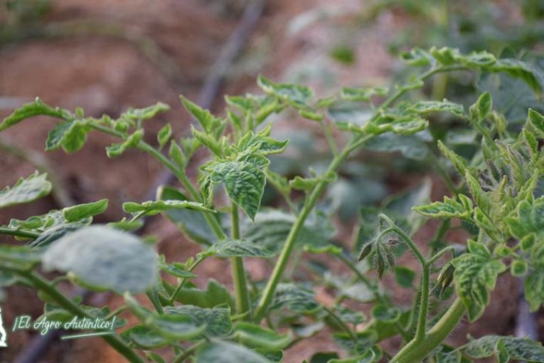 Últimos días para la contratación de seguros agrarios