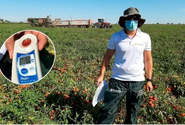 Resistencias y brix marcarán el futuro del tomate de industria