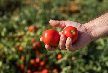 Más brix en el tomate de industria