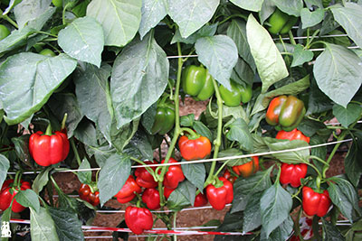 Pimiento Arcabuz de Sur Seeds. /joseantonioarcos.es