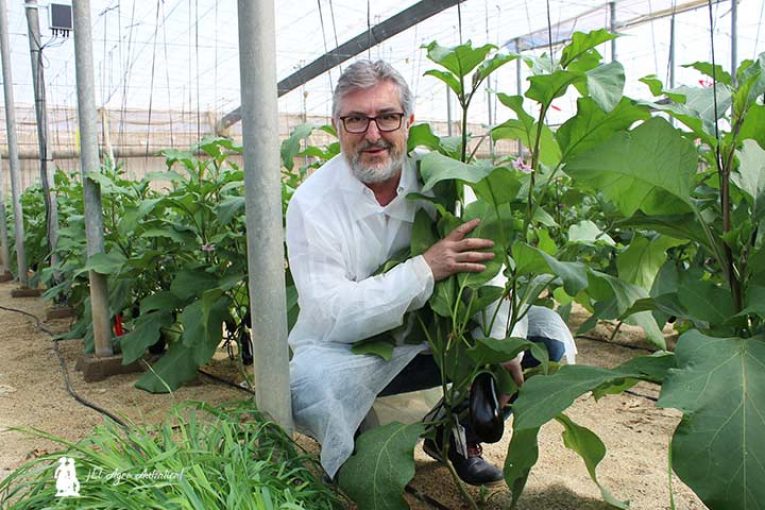 Rijk Zwaan lanza la berenjena de “hoja limpia” (concepto CleanLeaf)