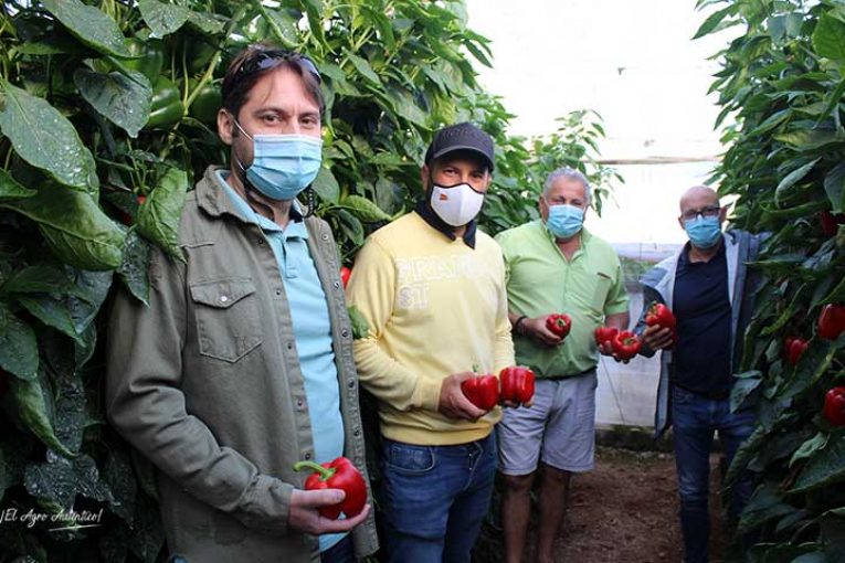 Zeraim presenta su primer pimiento para ciclo temprano