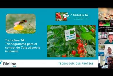 Bioline enseña su Trichogramma para control de Tuta en tomate