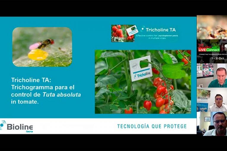 Bioline enseña su Trichogramma para control de Tuta en tomate