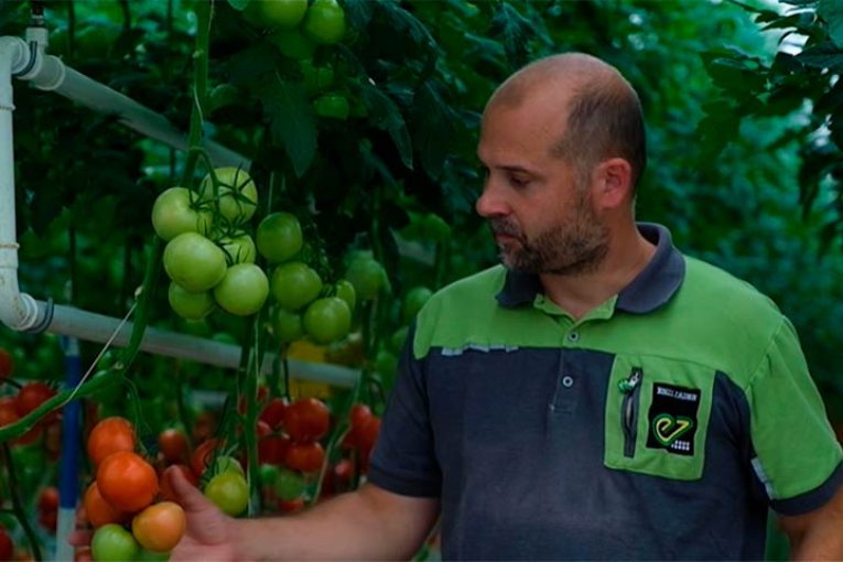 Enza Zaden encuentra la resistencia al temido virus del rugoso del tomate
