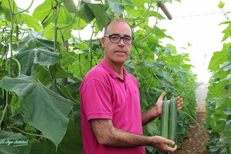 Hazera obtiene el primer pepino resistente a Nueva Delhi