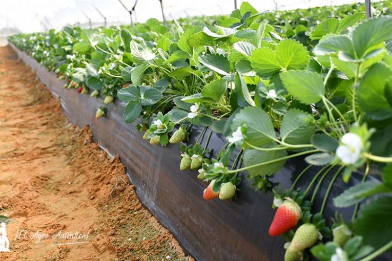 El proyecto MED-BERRY explora nuevos biofungicidas para la fresa