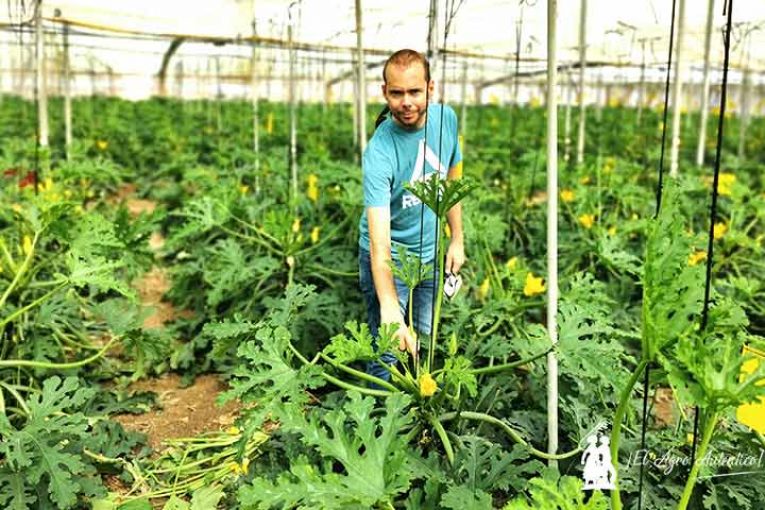 Aprendiendo sobre el cultivo de calabacín con Green Has
